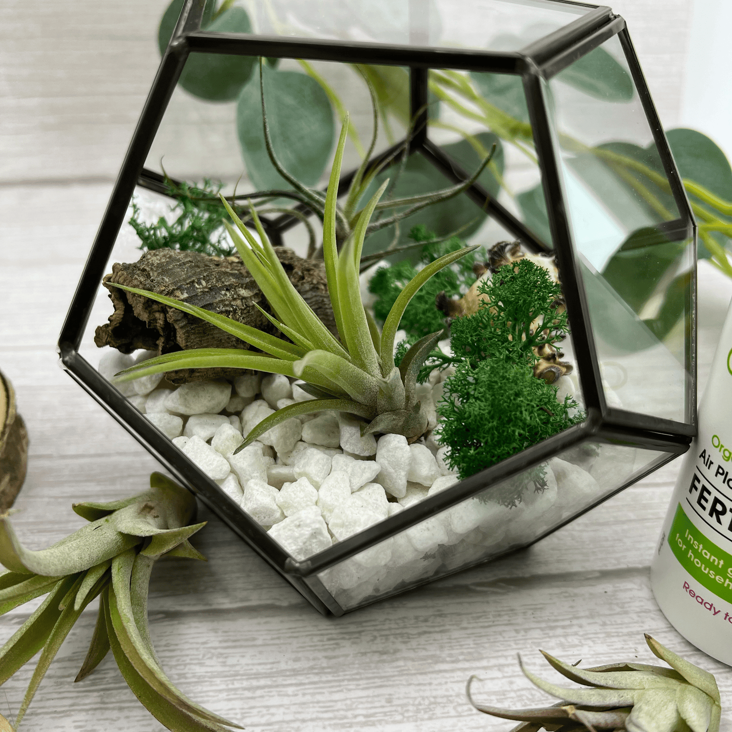 Terrarium Gift Sets