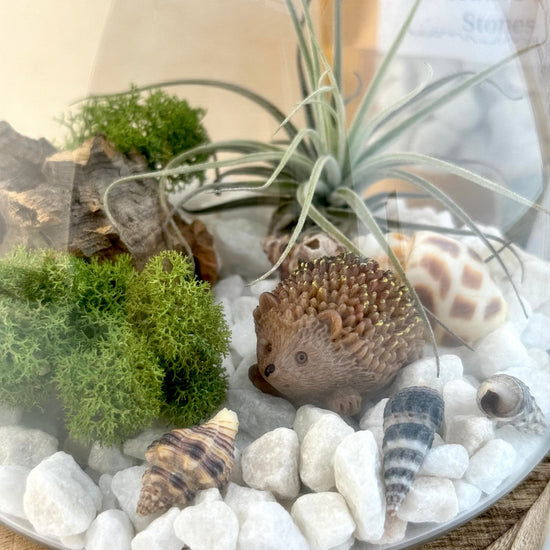 Air Plant Fairy Terrarium - Three Bears Emporium