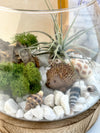 Air Plant Fairy Terrarium - Three Bears Emporium
