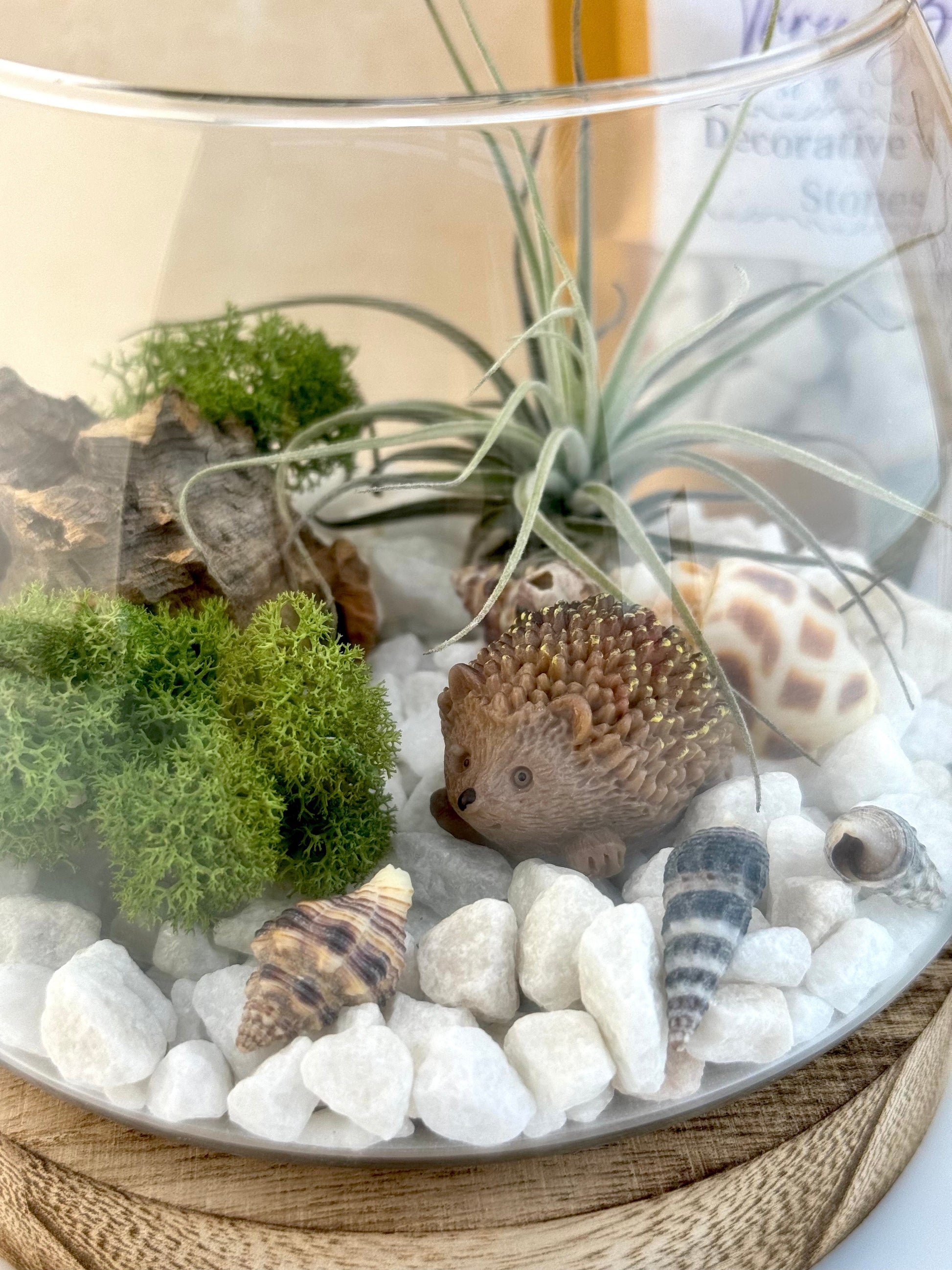 Air Plant Fairy Terrarium - Three Bears Emporium