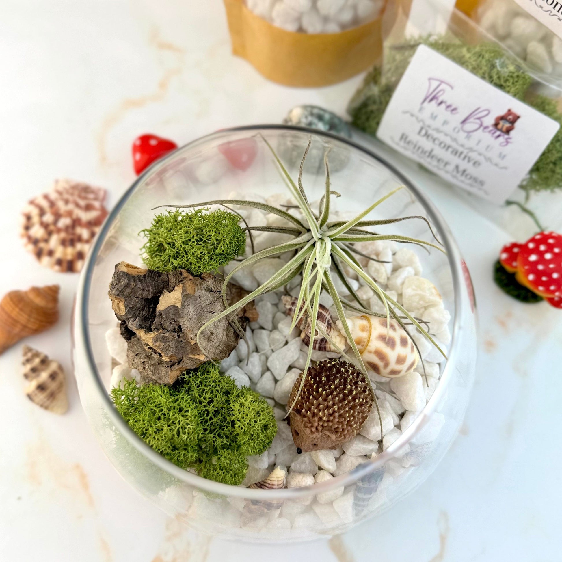 Air Plant Fairy Terrarium - Three Bears Emporium