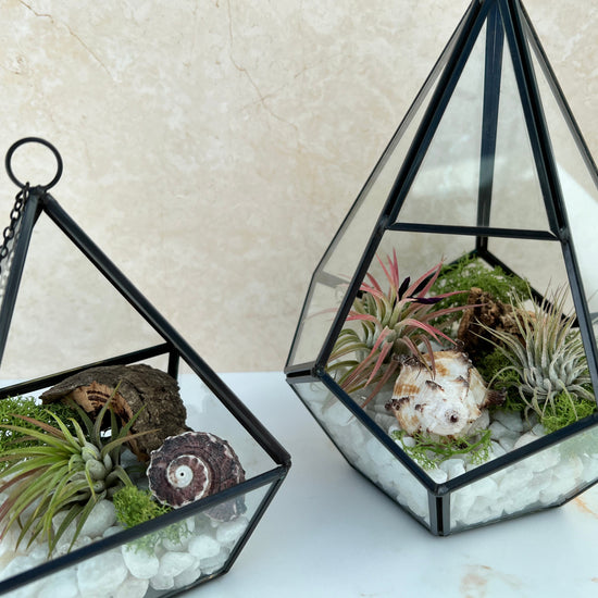 Air Plant Terrarium Kit Geometric - Three Bears Emporium
