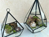 Air Plant Terrarium Kit Geometric - Three Bears Emporium