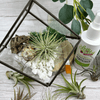 Air Plant Terrarium Kit Geometric - Three Bears Emporium
