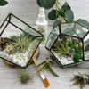 Air Plant Terrarium Kit Geometric - Three Bears Emporium