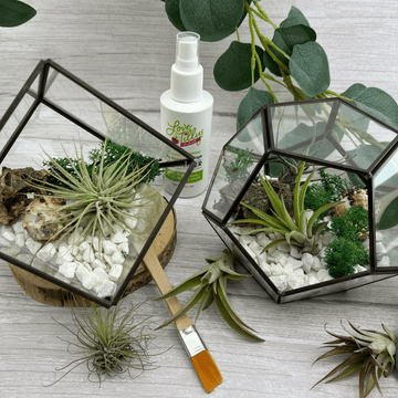 Air Plant Terrarium Kit Geometric - Three Bears Emporium