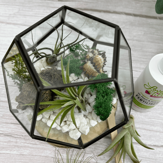 Air Plant Terrarium Kit Geometric - Three Bears Emporium