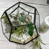 Air Plant Terrarium Kit Geometric - Three Bears Emporium