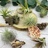 Air Plant Fairy Terrarium - Three Bears Emporium