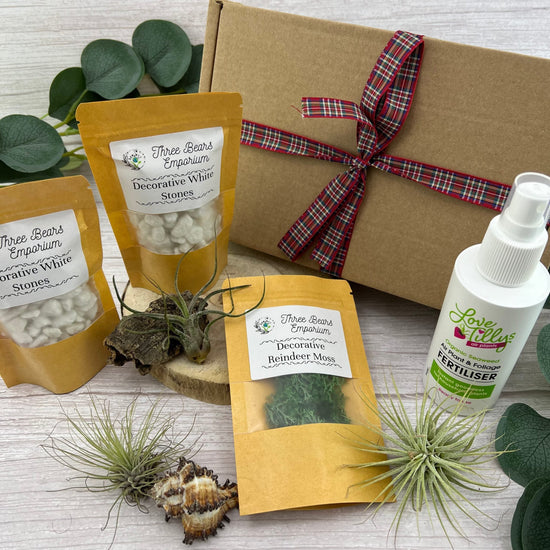 Air Plant Fairy Terrarium - Three Bears Emporium