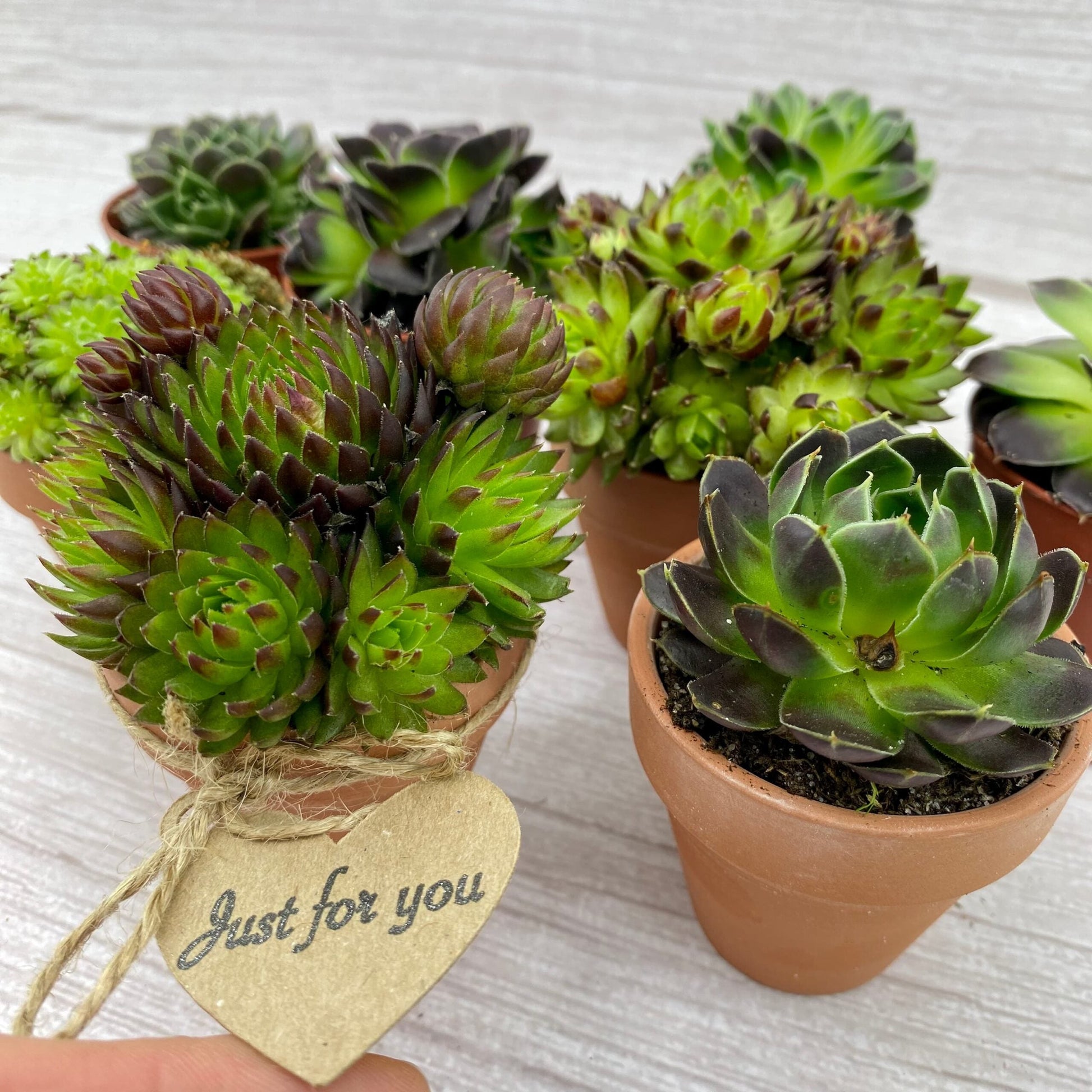 Gardeners Gift Box - Three Bears Emporium