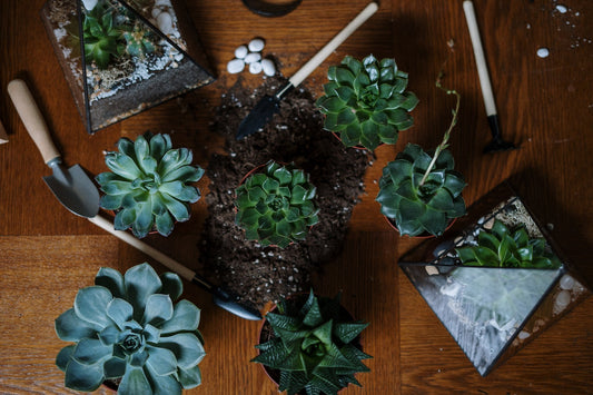 succulent terrariums