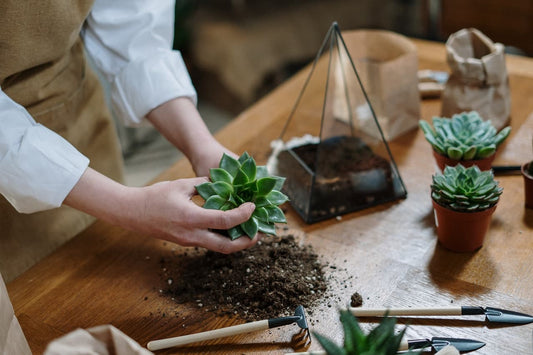 Terrarium Kit