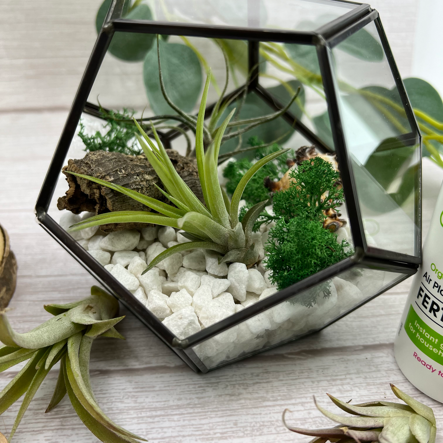 Terrarium Kits