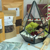 Pentagon Geometric Glass Terrarium with Hedgehog Fairy Figurine