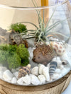 Air Plant Fairy Terrarium