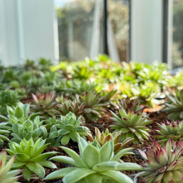 <strong>From our Family to Yours</strong>