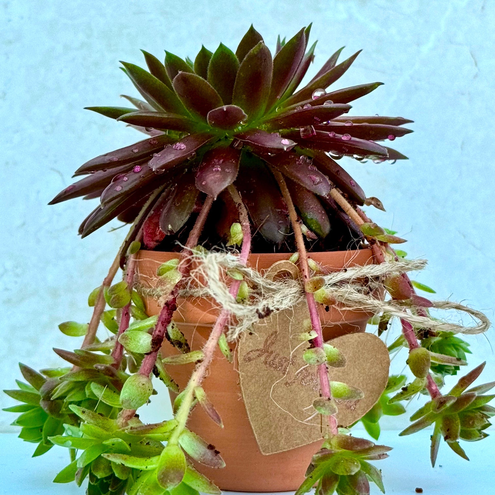Charming Mini Sempervivum Gift Pot - Three Bears Emporium