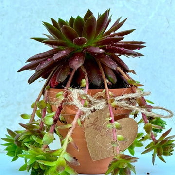 Charming Mini Sempervivum Gift Pot - Three Bears Emporium
