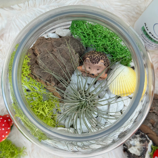 Mystic Wood Air Plant Terrarium - Three Bears Emporium