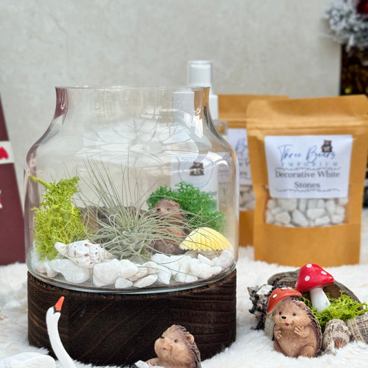 Mystic Wood Air Plant Terrarium - Three Bears Emporium