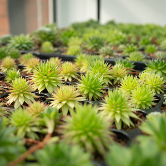 Terrarium Kit with Plants - Three Bears Emporium
