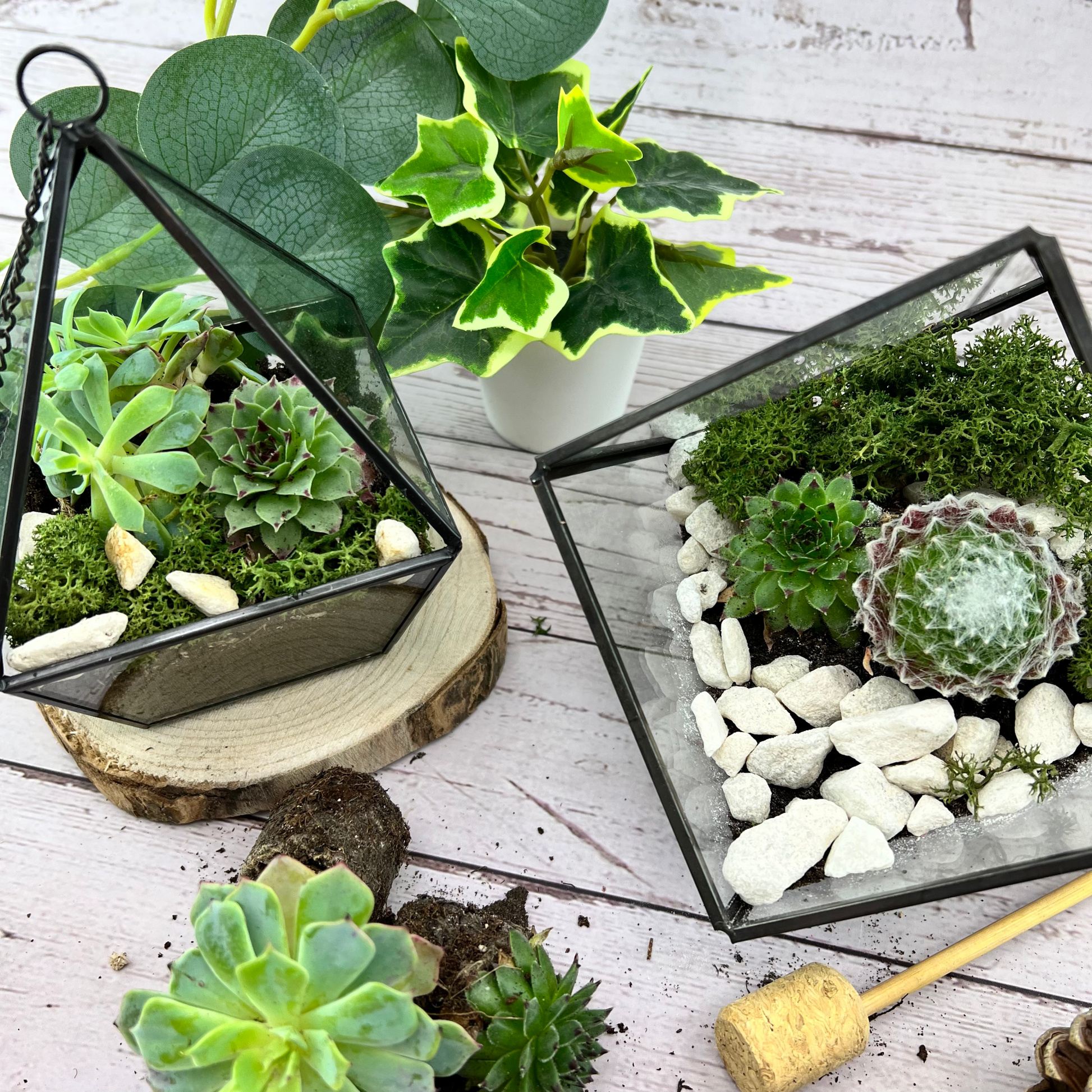 Terrarium Kit with Plants