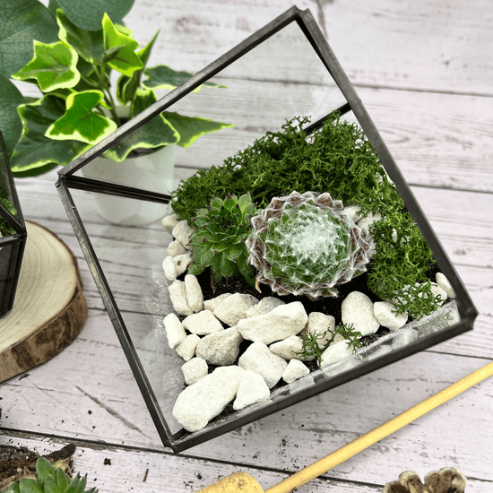 Terrarium Kit with Plants - Three Bears Emporium